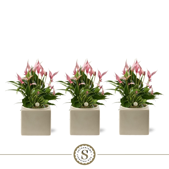 <h4>Belicia Light Grey 12cm Lilli</h4>