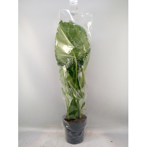 Alocasia gageana