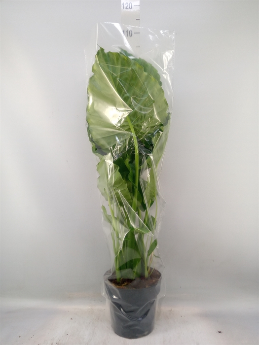 <h4>Alocasia gageana</h4>