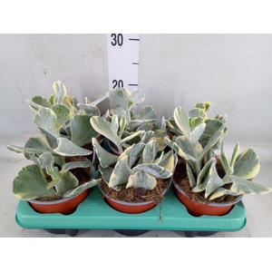 Cotyledon undulata