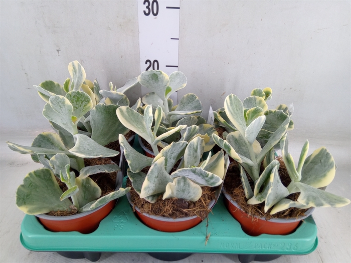 <h4>Cotyledon undulata</h4>