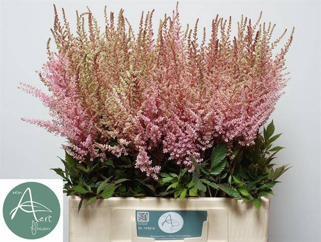 <h4>Astilbe Erika Aert</h4>