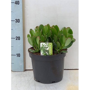 Crassula 21Ø 30cm