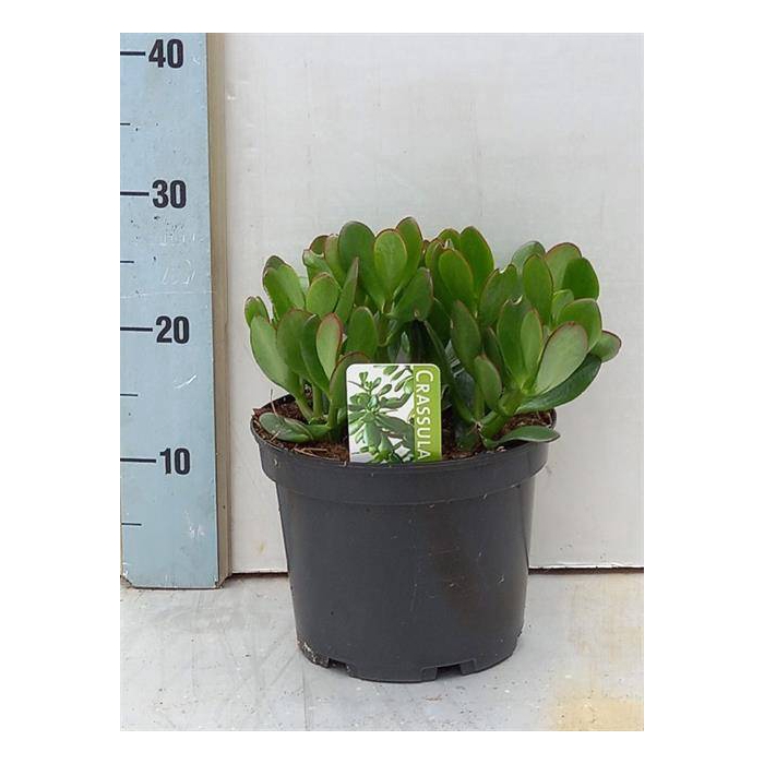 <h4>Crassula 21Ø 30cm</h4>