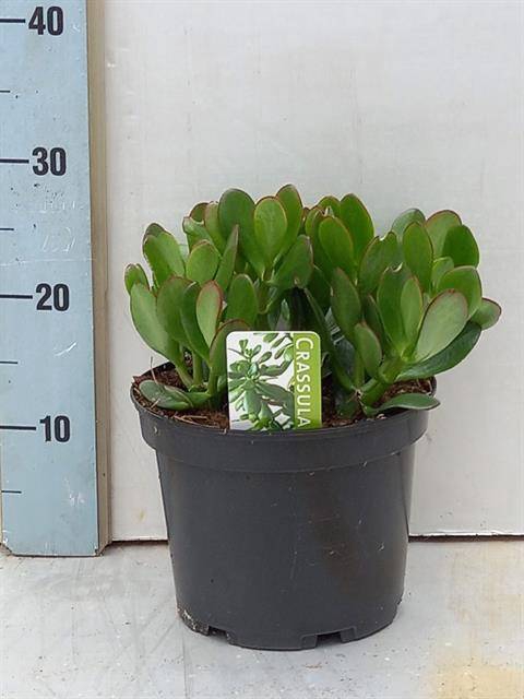 Crassula 21Ø 30cm