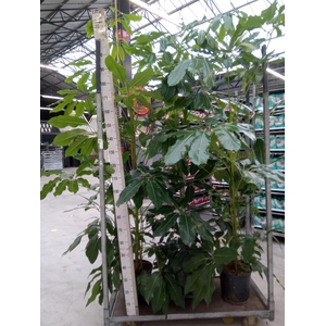 Schefflera actin. 'Amate'