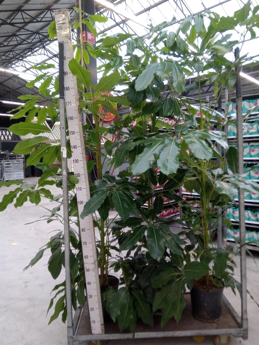 <h4>Schefflera actin. 'Amate'</h4>