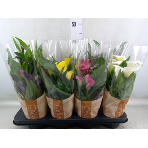 Zantedeschia   ...mix 5