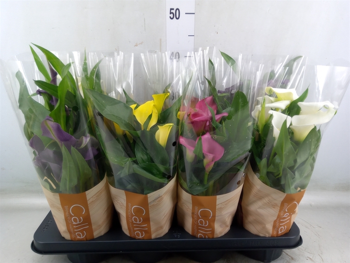 <h4>Zantedeschia   ...mix 5</h4>