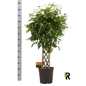 Ficus benjamina Exotica 27Ø 110cm 1pp