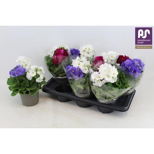 PRIM OB SWEETKIS SEN