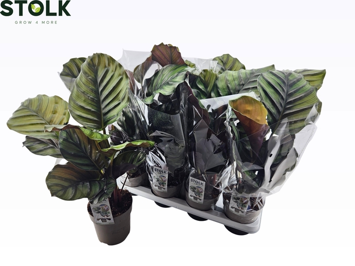 <h4>CALAT FASCIATA</h4>