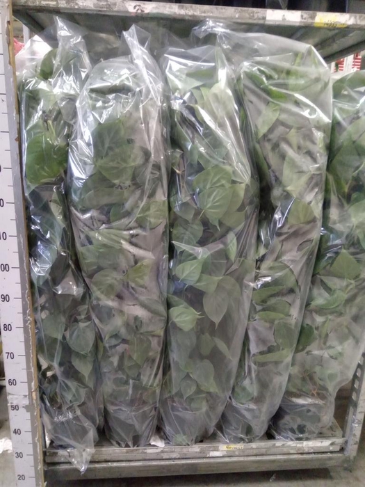 <h4>Philodendron scand.</h4>