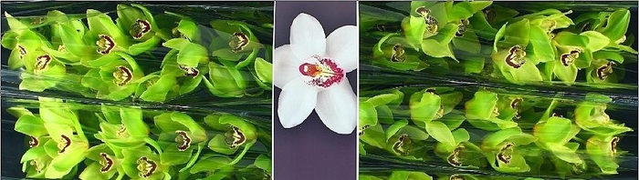<h4>Cymbidium Bonyoni</h4>