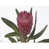 PROTEA LANCELOT