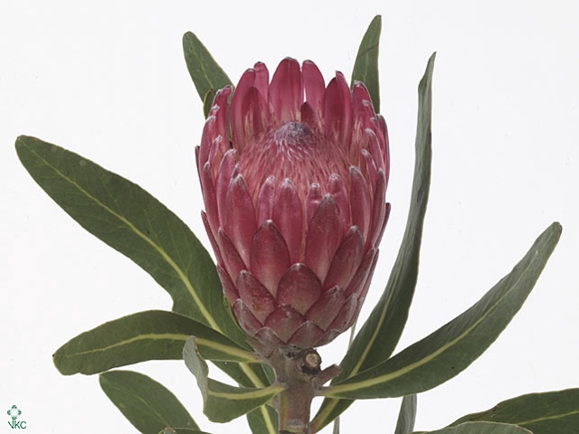 PROTEA LANCELOT