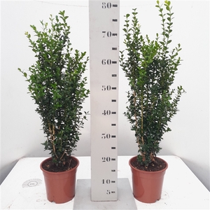 Buxus sempervirens Graham Blandy 40-60cm Zuilvorm