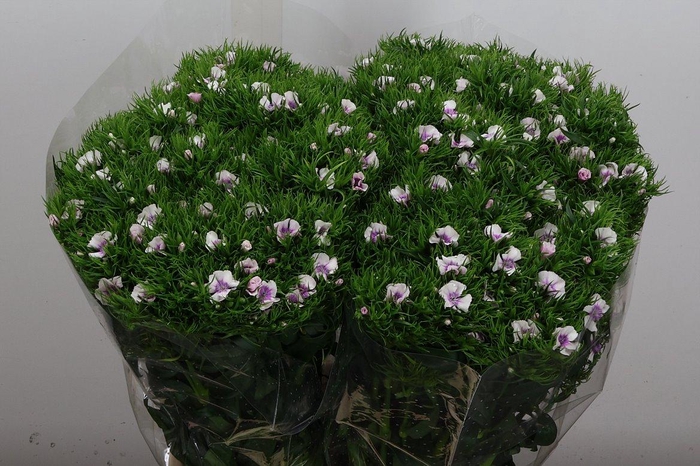 <h4>Di Barb Pink</h4>