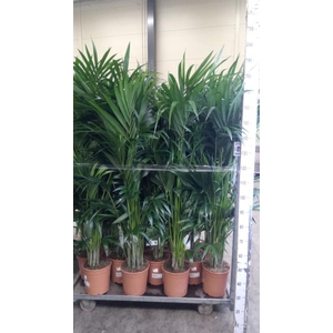 Howea forsteriana