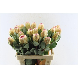 Protea Grandicolor