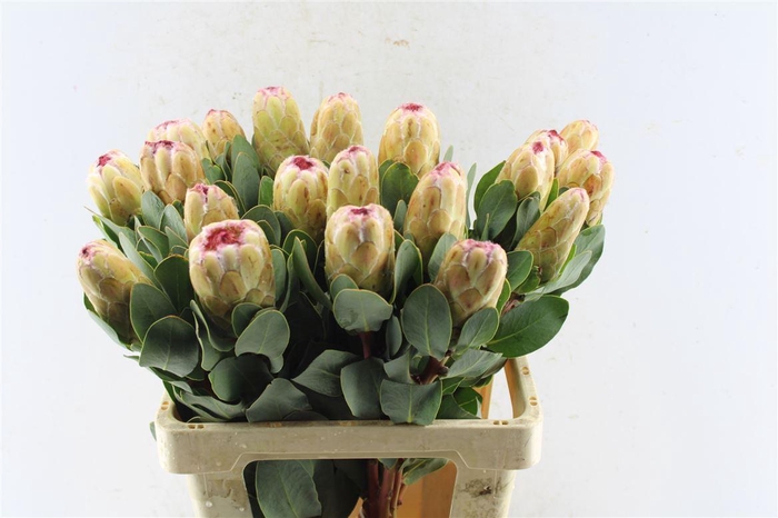 <h4>Protea Grandicolor</h4>
