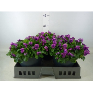 Viola corn. 'Patiola Tangarine'