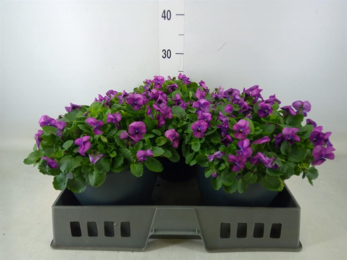 <h4>Viola corn. 'Patiola Tangarine'</h4>