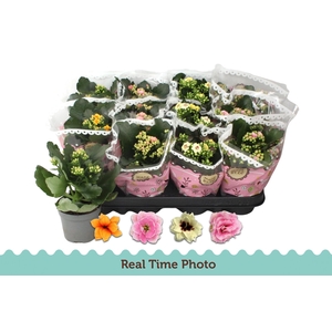 KAL GE GEM TWEEKL BL