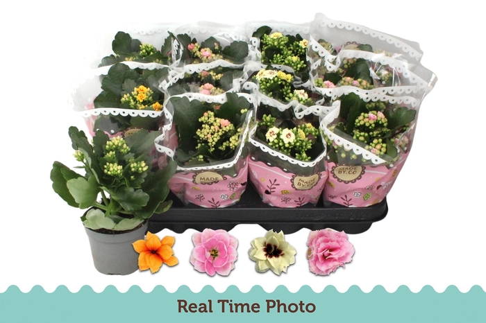 <h4>KAL GE GEM TWEEKL BL</h4>