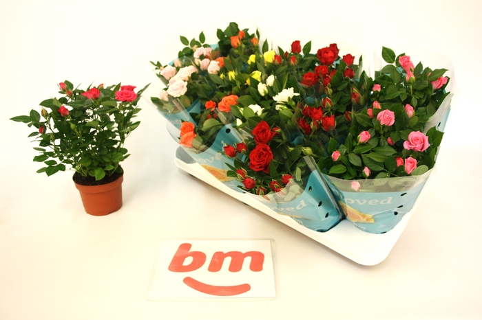 <h4>RO B MONDE GEM</h4>