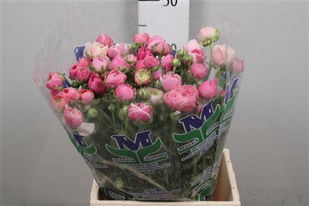 <h4>Ran Porcelaine</h4>