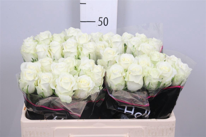 <h4>R Gr Mont Royal</h4>