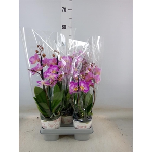 Phalaenopsis  'Sunca Pula'