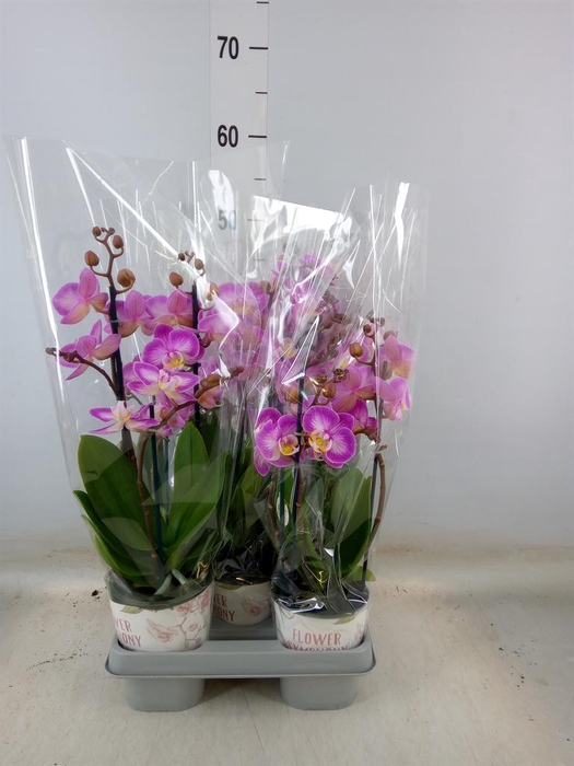 <h4>Phalaenopsis 'Sunca Pula'</h4>