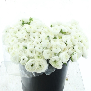 Ran El Sr White Prima