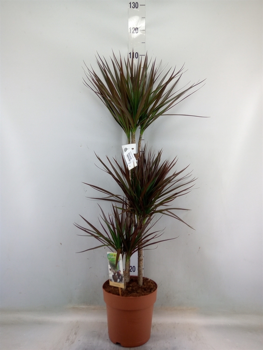 <h4>Dracaena marg. 'Magenta'</h4>