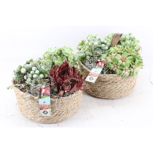 arr4 Semp JS - Jute mand rond x3