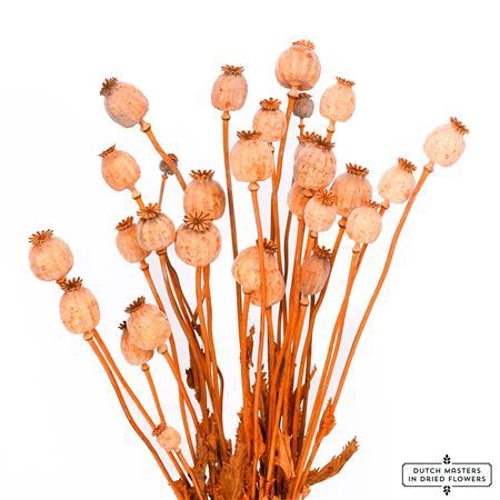 Dried Papaver X5 Frosted Orange Bunch