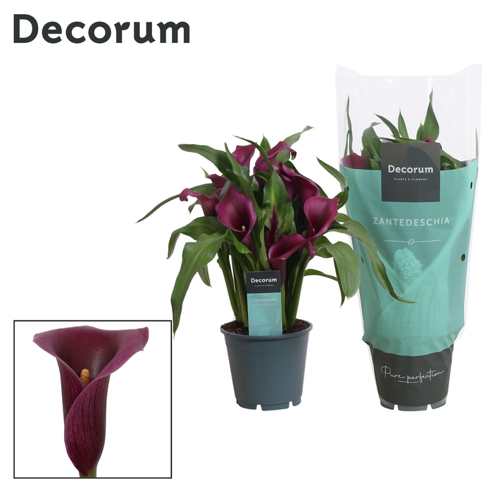 <h4>Zantedeschia (Calla) Paars (Decorum)</h4>