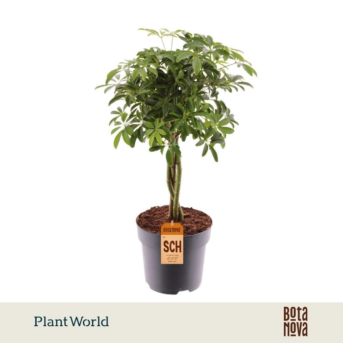<h4>Schefflera Luseana gevlochten stam</h4>