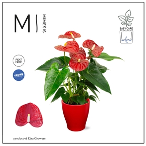 Mimesis Anthurium KARMA Red - Carolina Red