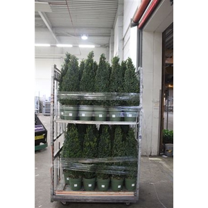 Buxu Sempervirens ** Pyramide 100cm **