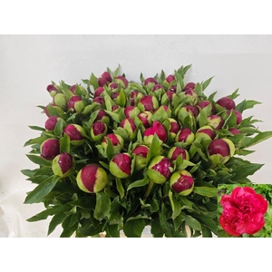 PAEO M HAPPY RETURNS