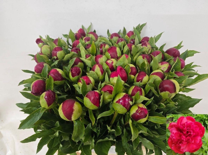 <h4>PAEO M HAPPY RETURNS</h4>