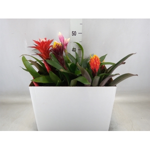 Bromelia   ...mix