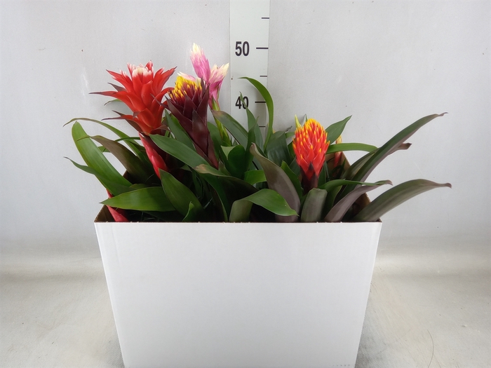 <h4>Bromelia   ...mix</h4>