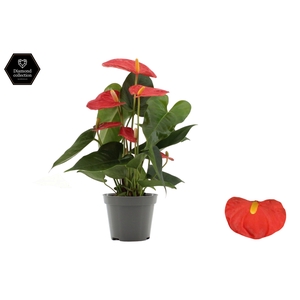 Anthurium 9 cm Solara in transparant sleeve