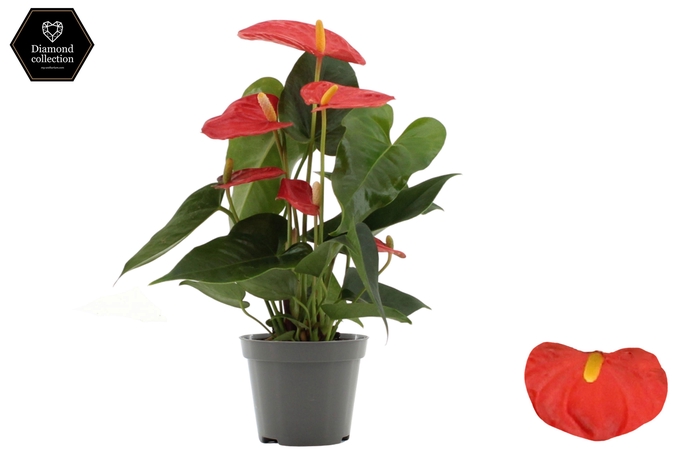 <h4>Anthurium Solara in transparant sleeve</h4>
