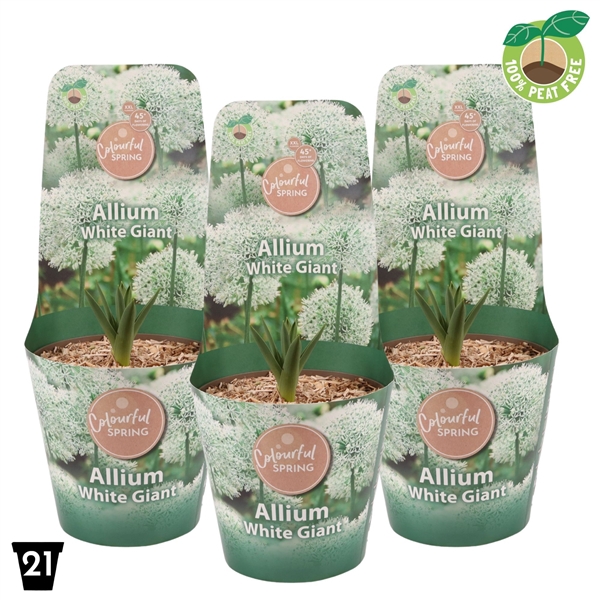 <h4>Allium White Giant XXL</h4>