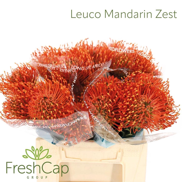 <h4>Leuco Mandarin Zest</h4>